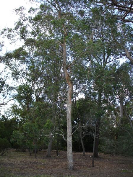 Archivo:Eucalyptus rudis.jpg