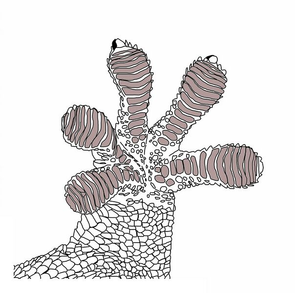 Archivo:Geckofuß Mauergecko Schema.jpg