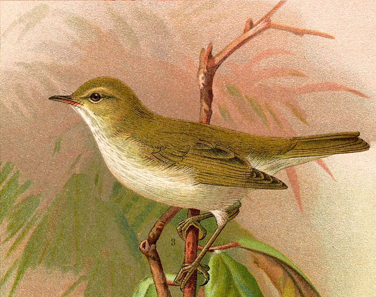 Archivo:Phylloscopus bonelli.jpg