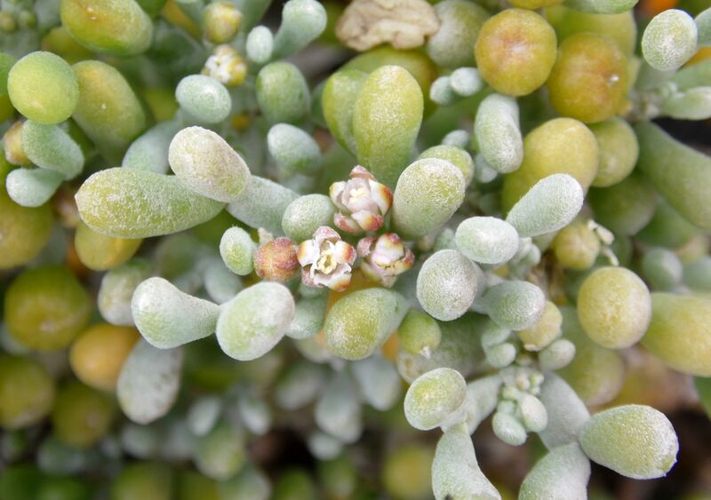 Archivo:Zygophyllum fontanesii kz2.JPG