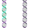 DNA transposition.gif