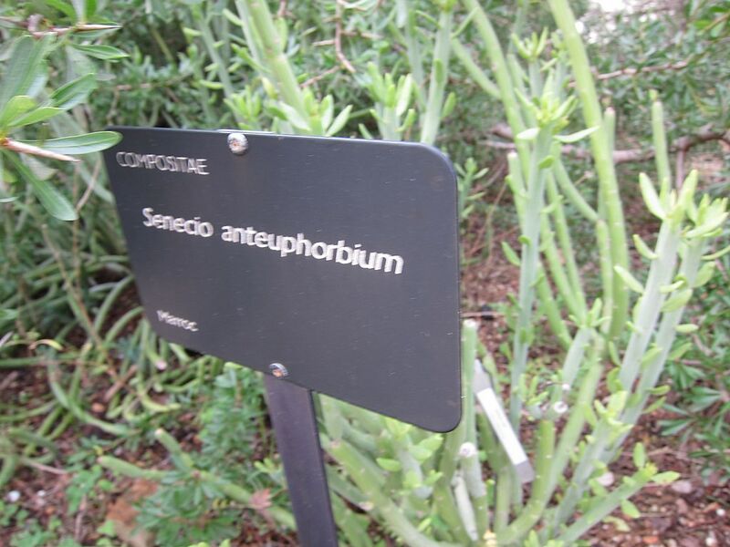 Archivo:Senecio anteuphorbium 1.jpg