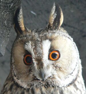 Strix aluco Waldohreule Gesichtsschleier 2.jpg