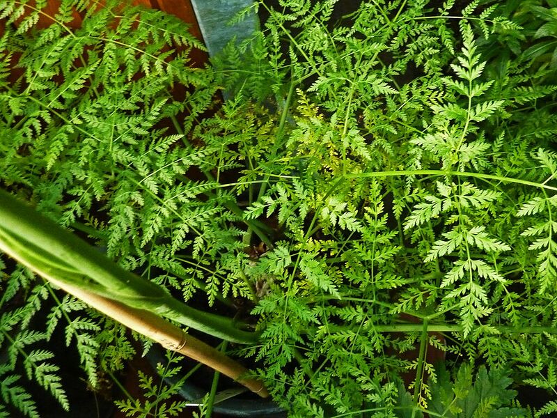 Archivo:Todaroa aurea - Berlin.jpg