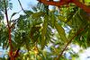 Leucaena leucocephala in Jardin des Plantes de Toulouse 05.jpg