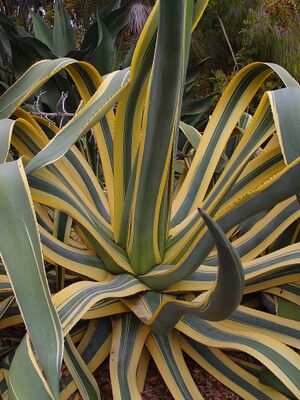 Agave americana74.jpg