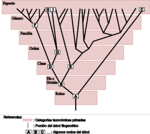 Taxonomia y filogenia.svg