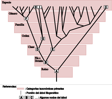 Archivo:Taxonomia y filogenia.svg