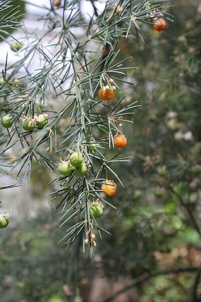 Archivo:Asparagus fallax01.jpg