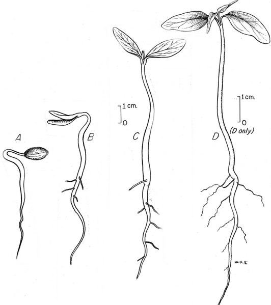 Archivo:Cornus seedling.png