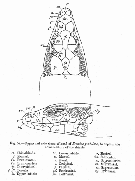 Archivo:Lacertid gab fbi.png