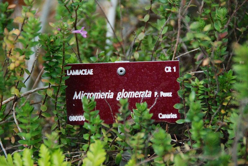 Archivo:Micromeria Glomerata at CBNB (11).jpg