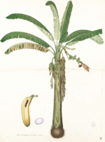 Musa paradisiaca Blanco1.88.gif