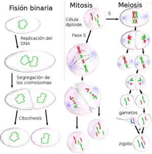 Three cell growth types es.png