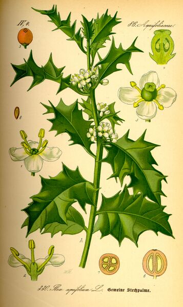 Archivo:Illustration Ilex aquifolium0.jpg