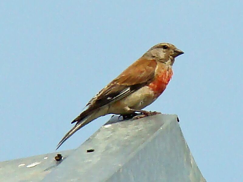 Archivo:Linnet-Mindaugas Urbonas-3.jpg