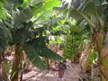 Banana Plantation La Palma.jpg