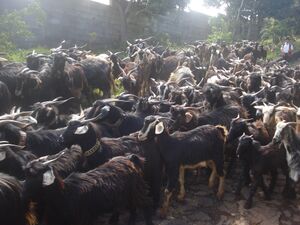 Cabras Tinerfeñas Del Norte.jpg