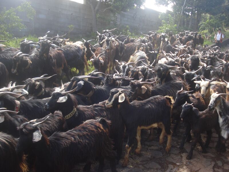 Archivo:Cabras Tinerfeñas Del Norte.jpg