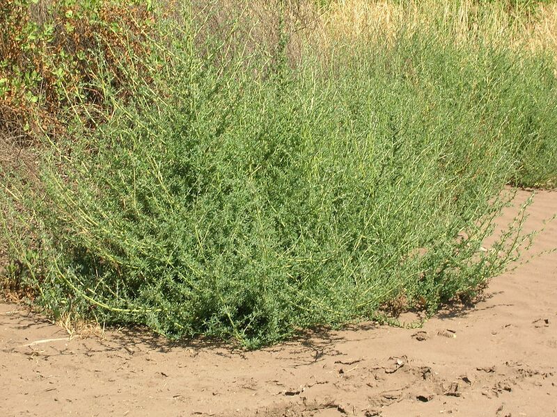 Archivo:Starr 050517-1444 Bassia hyssopifolia.jpg